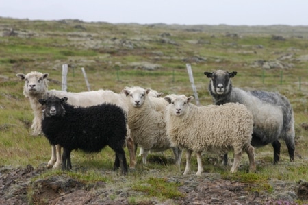 islandiškos avys
