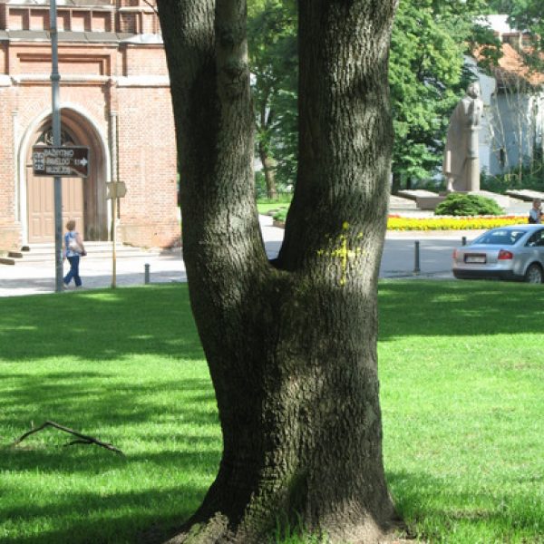 Megzti medžiai