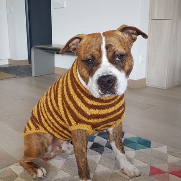 Tigras ar bitinas?